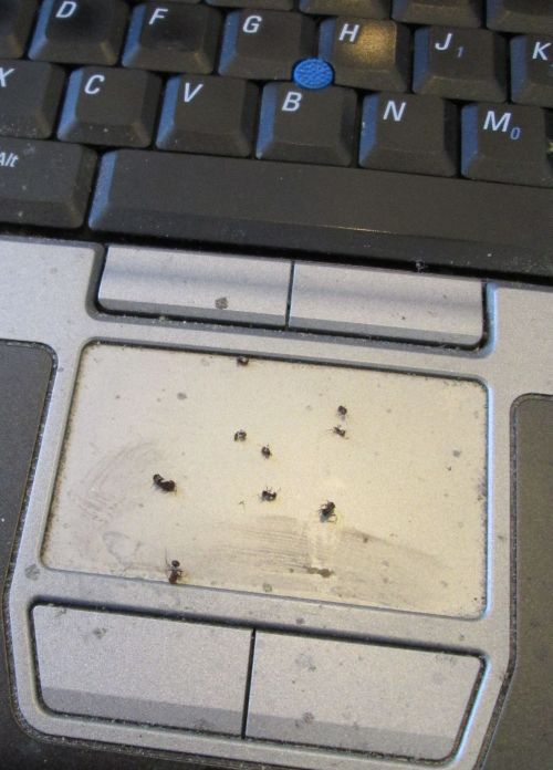 ants in my computer photos from Sept 20, 2014