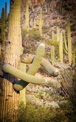 x-rated saguaro cactus in Tucson, Arizona????