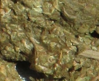 a photo of legal medical marijuana in Arizona - In Arizona medical marijuana has been legal for about 4 years
