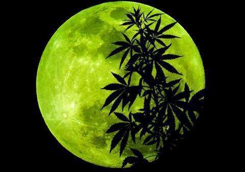 Harvest Moon??? No, make that bamboo moon, No, make that mariuajuana moon